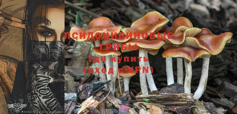 shop официальный сайт  Вязники  Псилоцибиновые грибы Magic Shrooms 